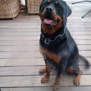 Wilma